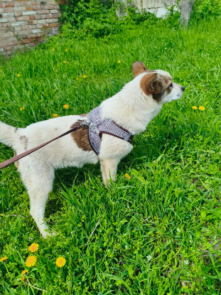 Adoption Mickey