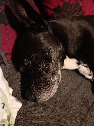 Adopter Crunch