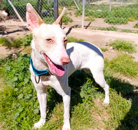 Adopter Raffaello podenco né le 01/02/2024  son histoire : il a été sauvé lors d