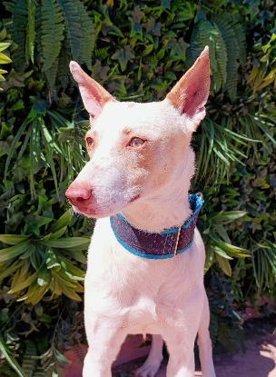 Adopter Raffaello podenco né le 01/02/2024  son histoire : il a été sauvé lors d