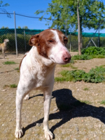 Adopter  chien : Truffi
