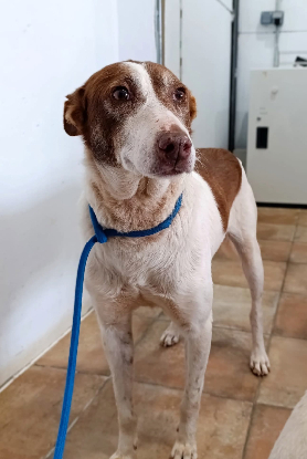 Adopter Truffi
