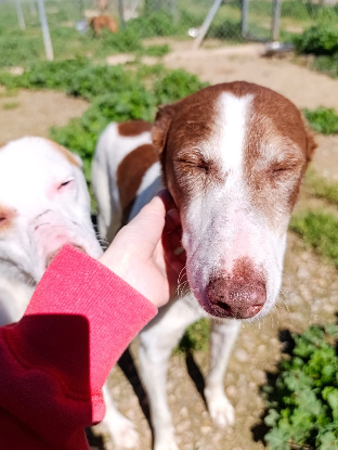 Adopter Truffi