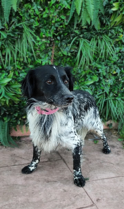 Adopter Riordan