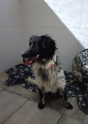 Adopter Riordan