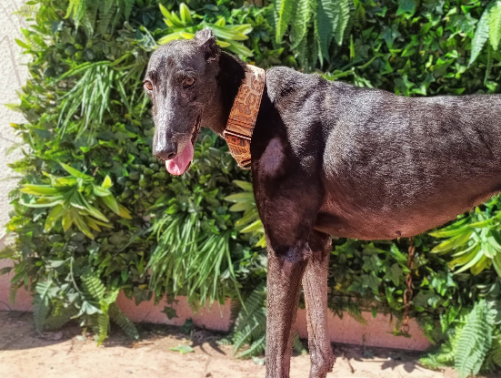 Adopter Nube