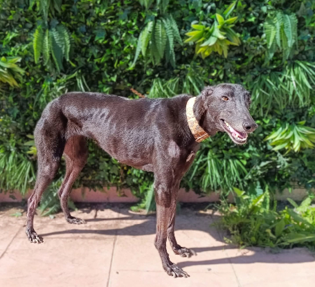 Adopter Nube