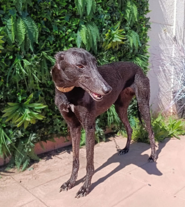 Adoption Nube