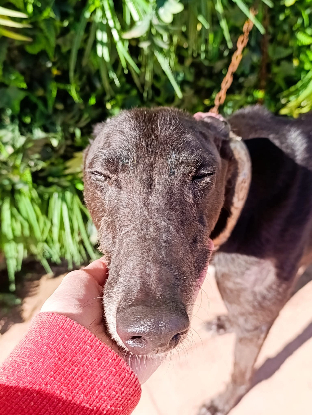 Adoption Nube
