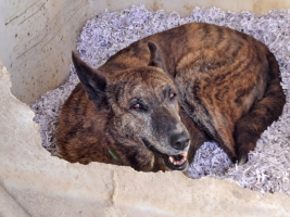 Adopter  chien : Senda