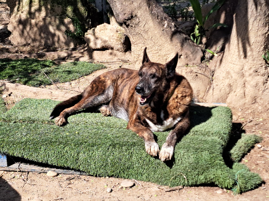 Adopter Senda