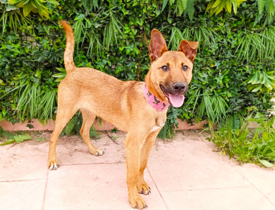 Adopter Reiner