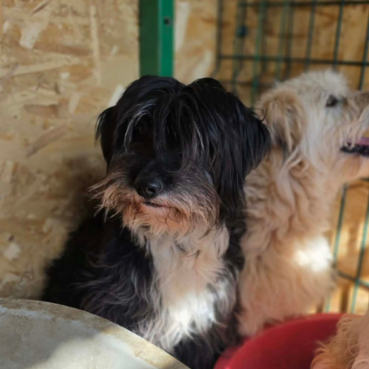 Adopter Anna mary