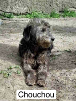 Adopter  chien : Chouchou