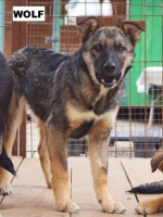 Adopter  chien : Wolf