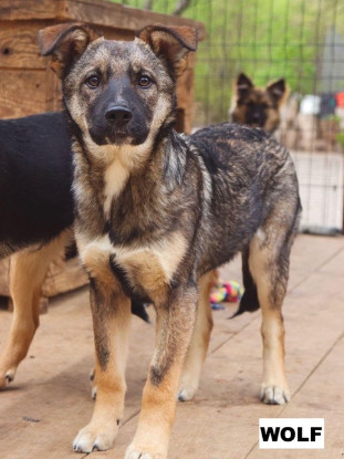 Adopter Wolf