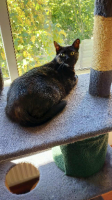 Adopter  chat : Penelope