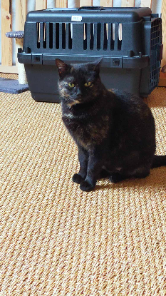Adopter Penelope