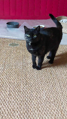 Adopter Penelope