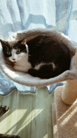 Adopter  chat : Havoise