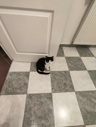 Adopter Havoise