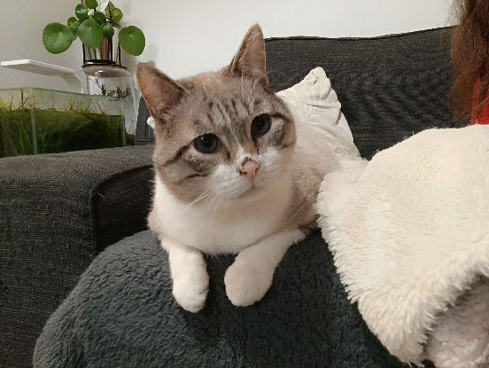 Adopter Apollon
