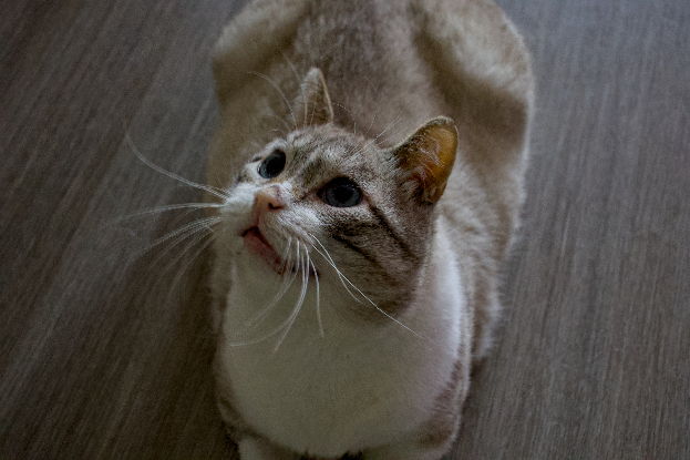 Adopter Apollon