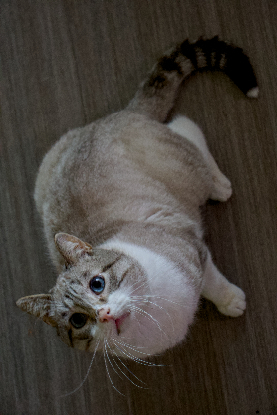 Adoption Apollon
