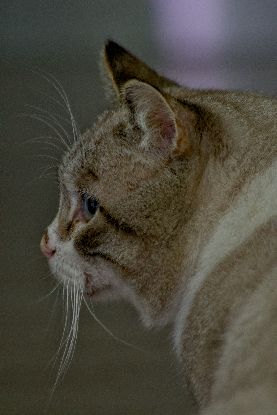 Adoption Apollon