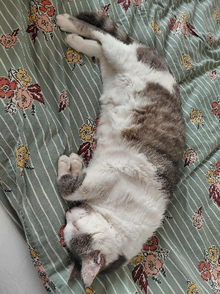 Adopter Renaud