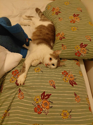 Adoption Renaud