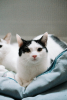 Red eyes et ziba