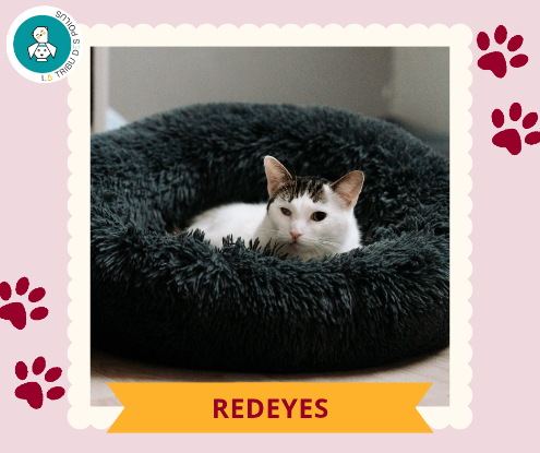 Adopter Red eyes et ziba