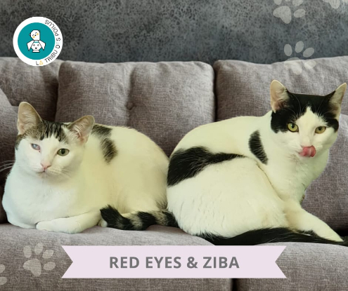 Adopter Red eyes et ziba