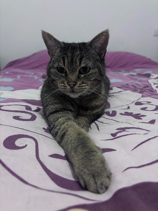 Adopter Yoda