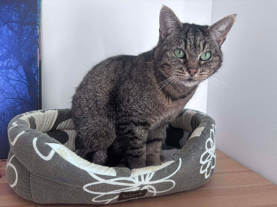 Adopter Yoda