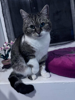 Adopter Boo