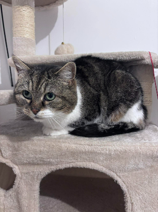 Adopter Boo