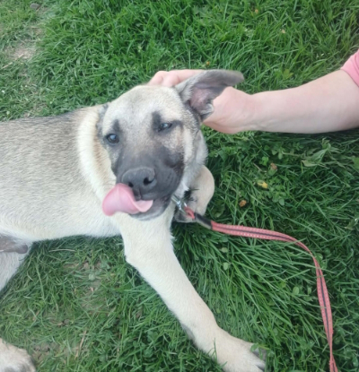 Adopter Jacky