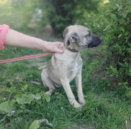 Adoption Jacky