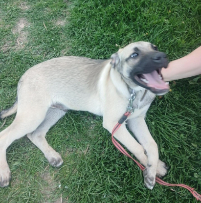 Adoption Jacky