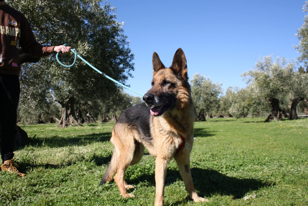 Adopter Nancy