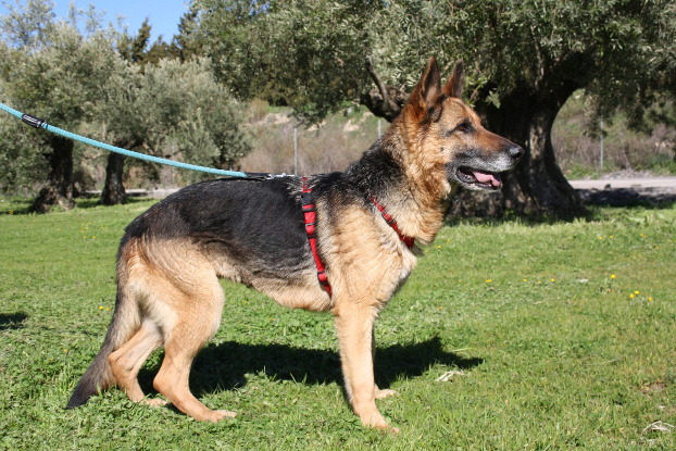 Adoption Nancy
