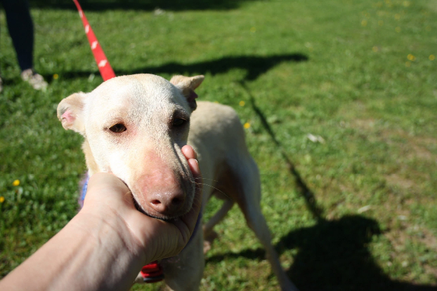 Adopter Lukas