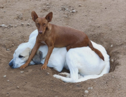 Adopter  chien : Promisse