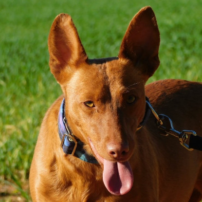 Adopter Promisse
