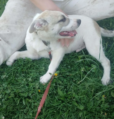 Adopter Franky