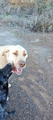 Adopter Rubio
