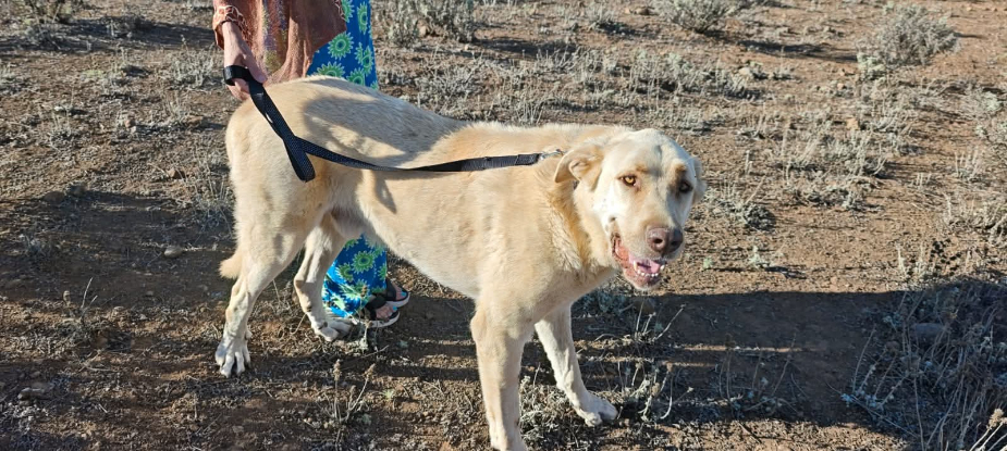 Adopter Rubio