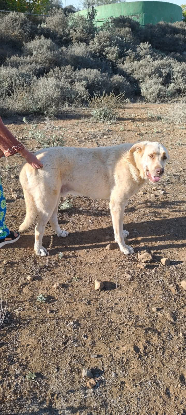 Adopter Rubio